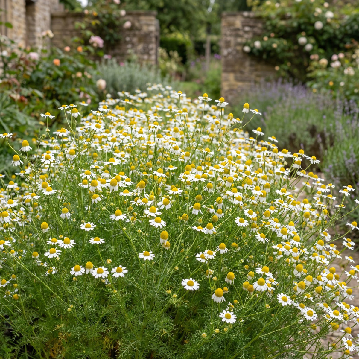 Autumn Sowing Pack (Free)