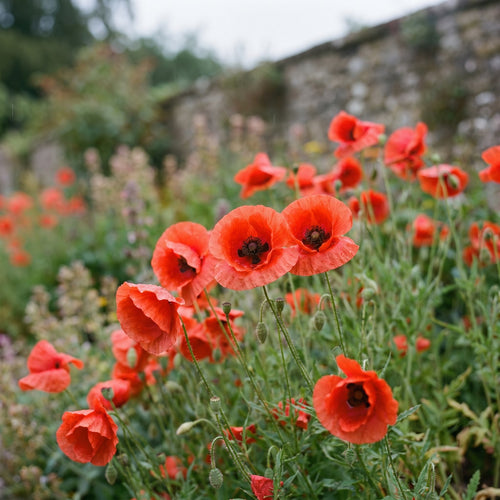 Autumn Sowing Pack (Free)